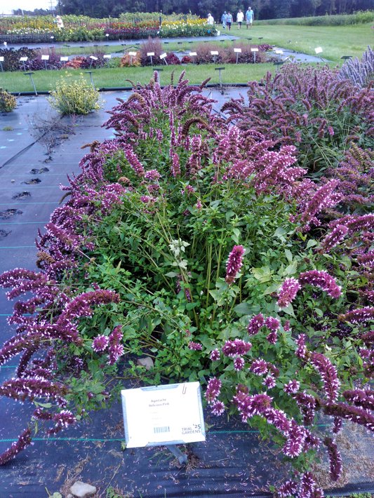 Agastache Belicious Pink