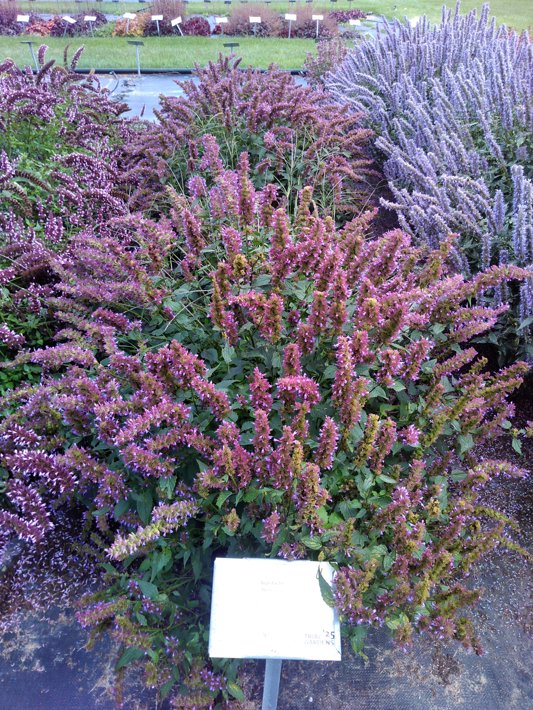 Agastache Belicious
