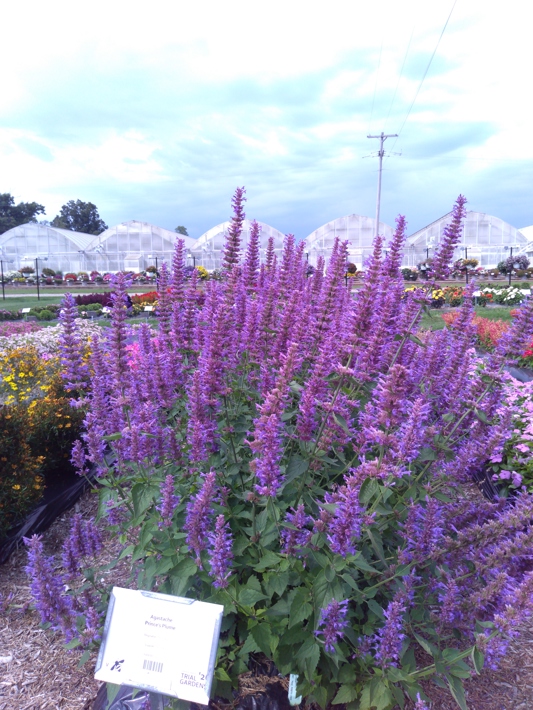 Agastache  Prince's Plume