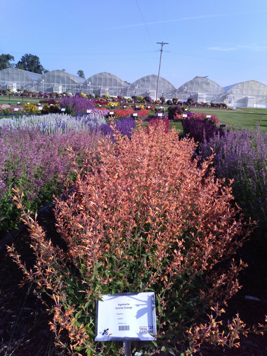 Agastache Sunrise Orange