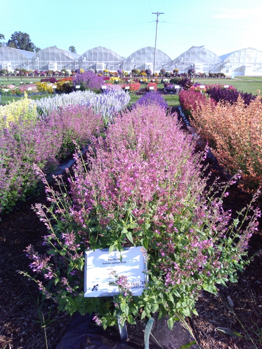 Agastache Sunrise Salmon Pink