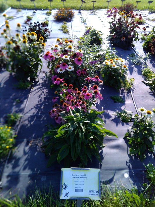Echinacea x hybrida Pow Wow Wildberry