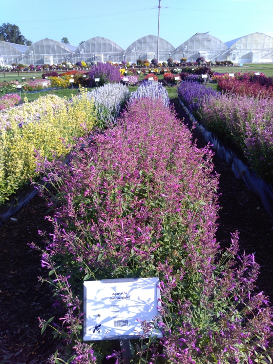 Agastache Sunrise Violet