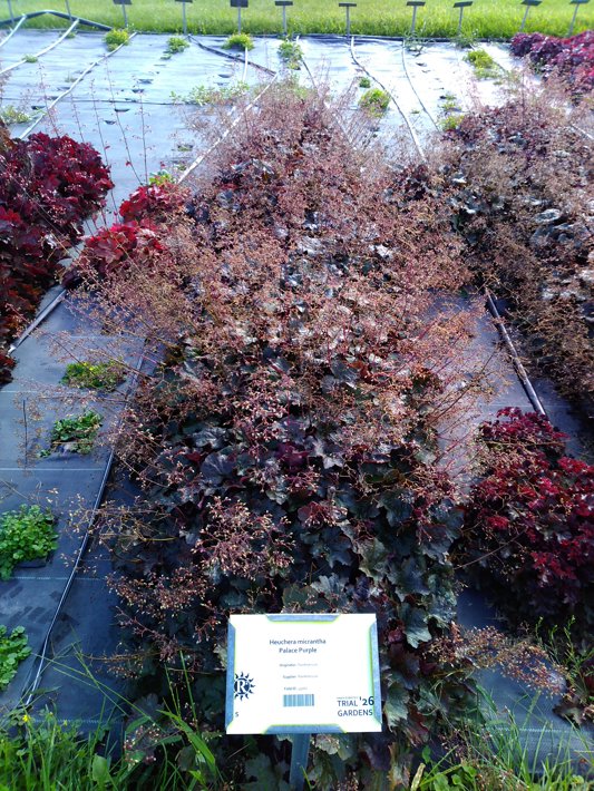 Heuchera micrantha Palace Purple
