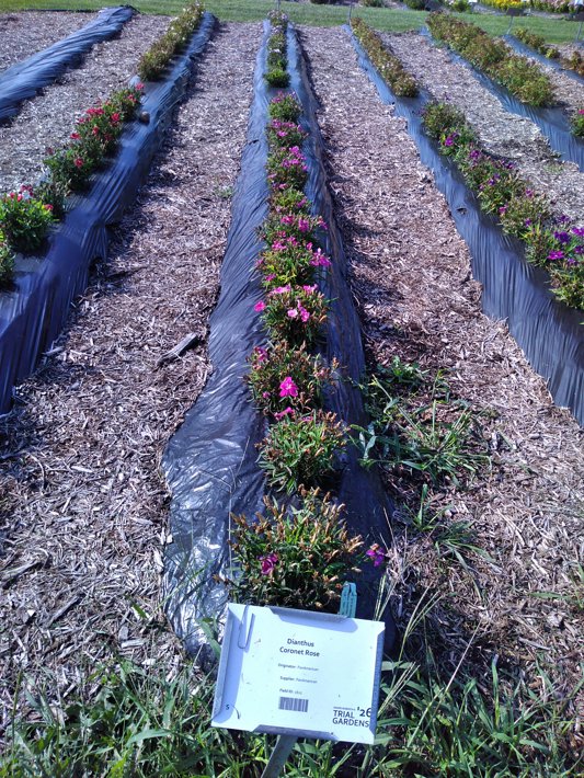 Dianthus Coronet Rose