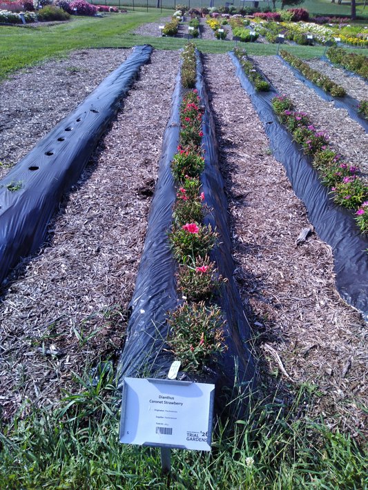 Dianthus Coronet Strawberry