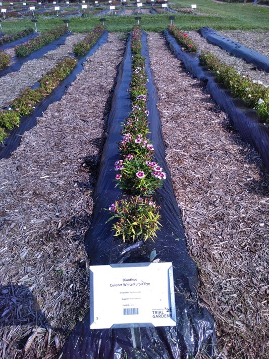 Dianthus Coronet White Purple Eye