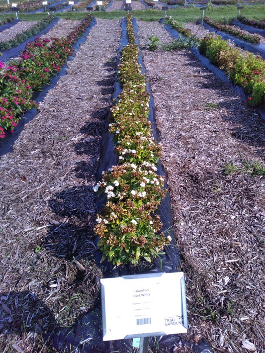 Dianthus Dart White