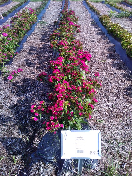 Dianthus Jolt Cherry