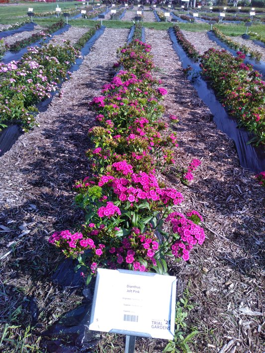 Dianthus Jolt Pink