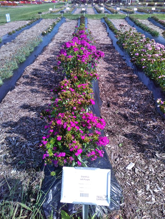 Dianthus Jolt Purple
