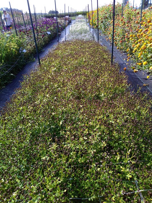Matricaria Vegmo Single