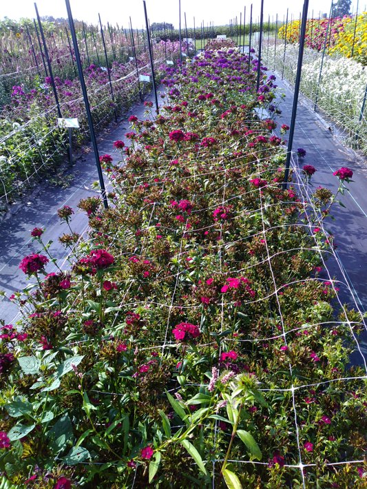 Dianthus Amazon Red