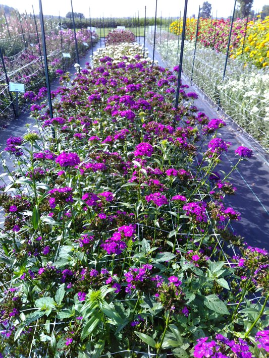 Dianthus Amazon Lavender Blue