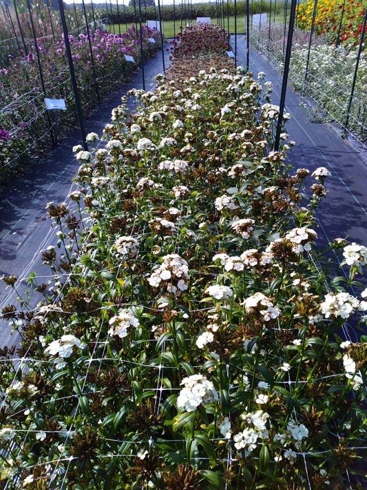 Dianthus Amazon White