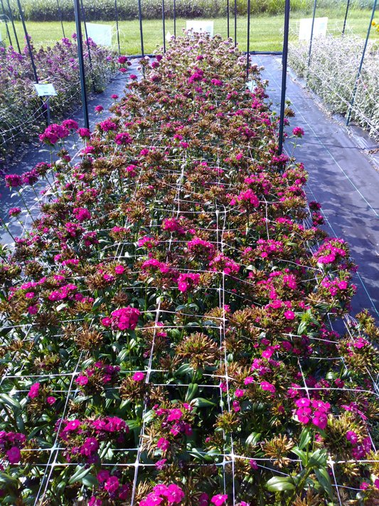 Dianthus Amazon Neon Cherry