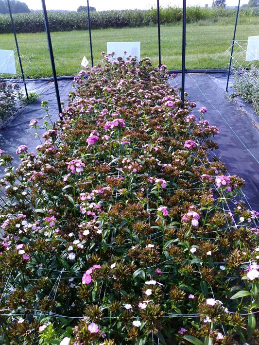 Dianthus Amazon Rose Magic