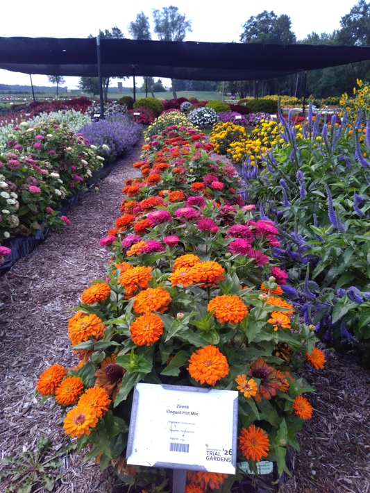 Zinnia Elegant Hot Mix
