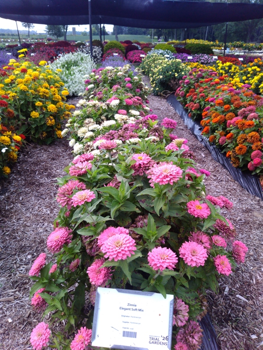 Zinnia Elegant Soft Mix