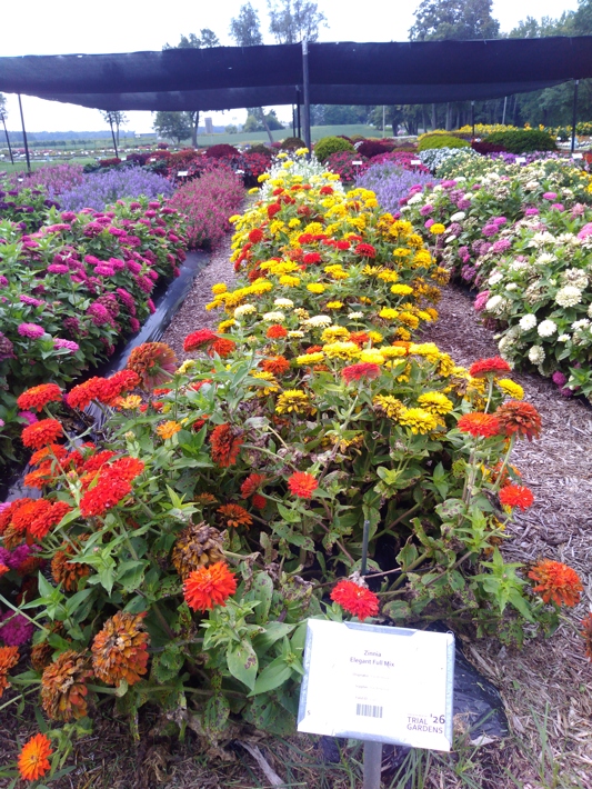 Zinnia Elegant Full Mix