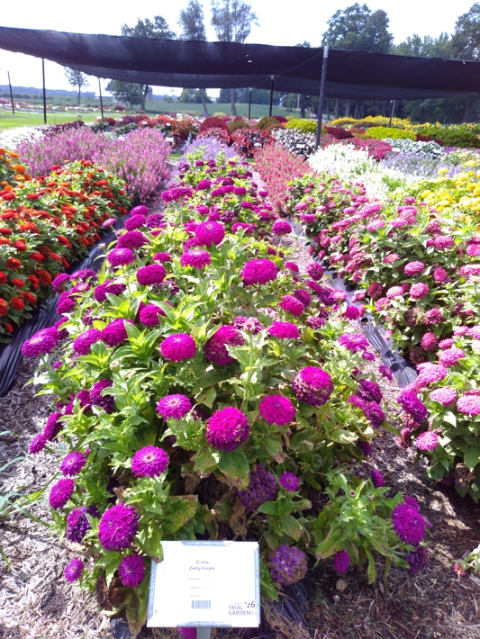 Zinnia Zesty Purple