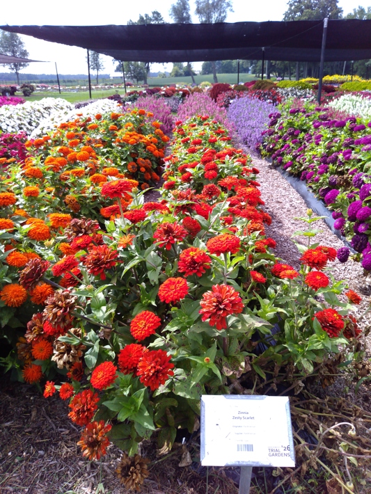 Zinnia Zesty Scarlet