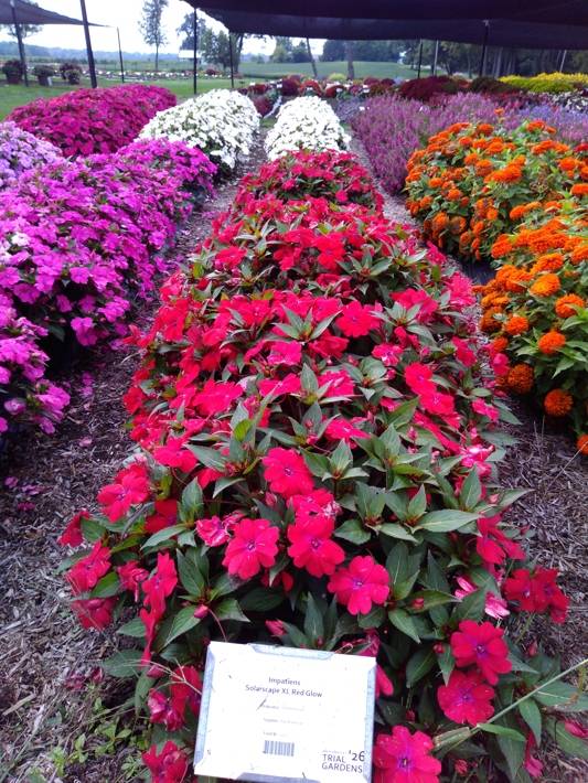 Impatiens Solarscape XL Red Glow