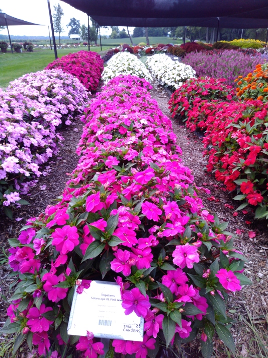 Impatiens Solarscape XL Pink Jewel