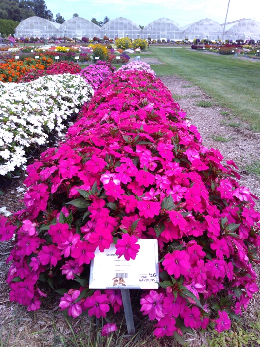 Impatiens Solarscape Magenta Bliss