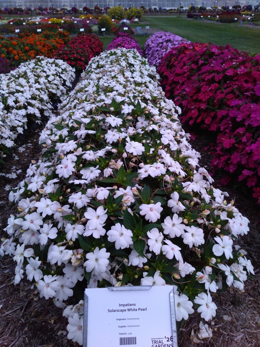 Impatiens Solarscape White Pearl