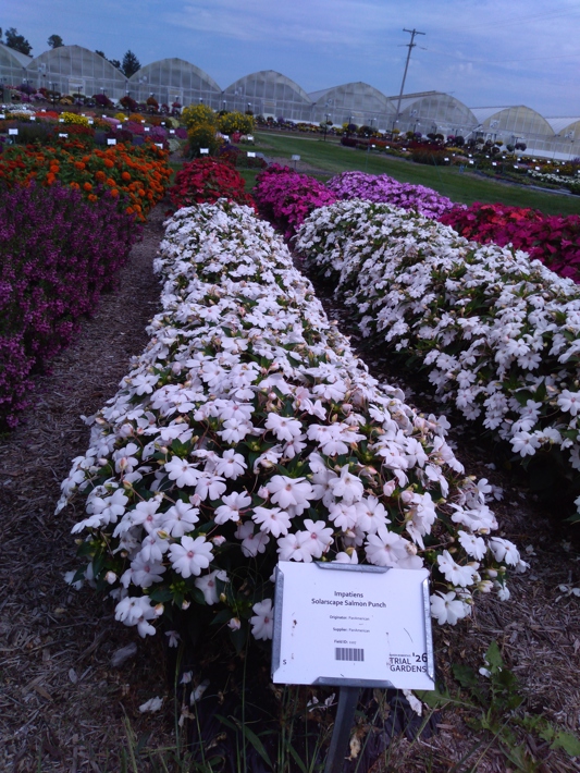 Impatiens Solarscape Salmon Punch