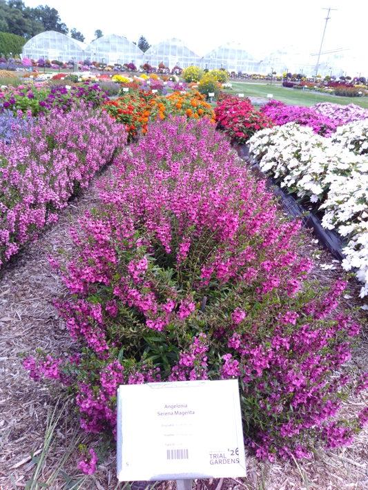 Angelonia Serena Magenta
