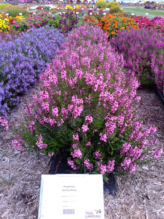Angelonia Serena Rose