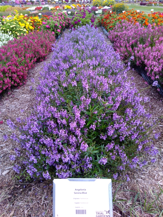 Angelonia Serena Blue