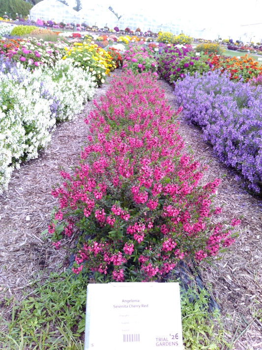 Angelonia Serenita Cherry Red