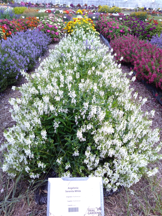 Angelonia Serenita White