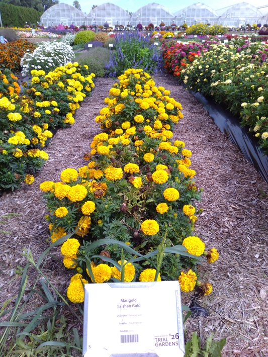 Marigold Taishan Gold