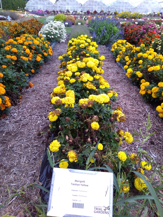 Marigold Taishan Yellow