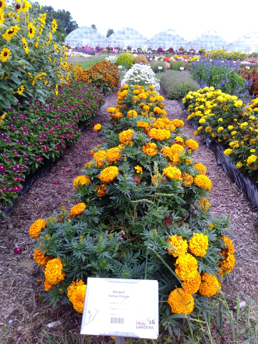 Marigold Taishan Orange