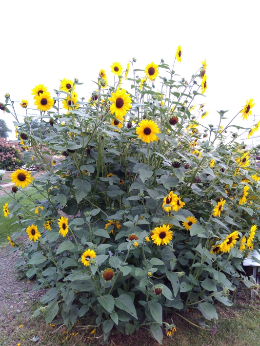 Sunflower Always Sunny Yellow