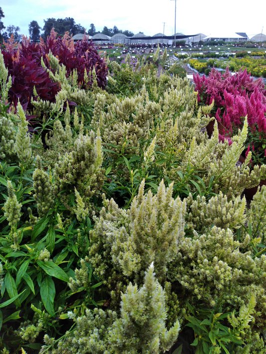 26OSC-53 C Celosia