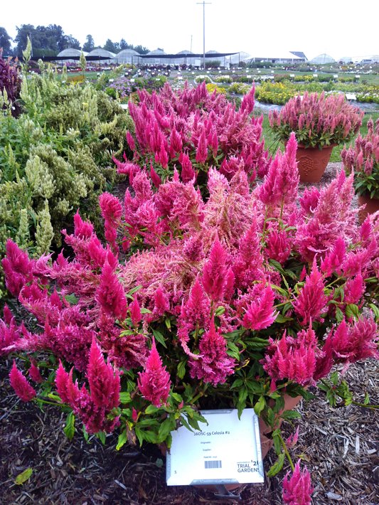 26OSC-59 Celosia #2