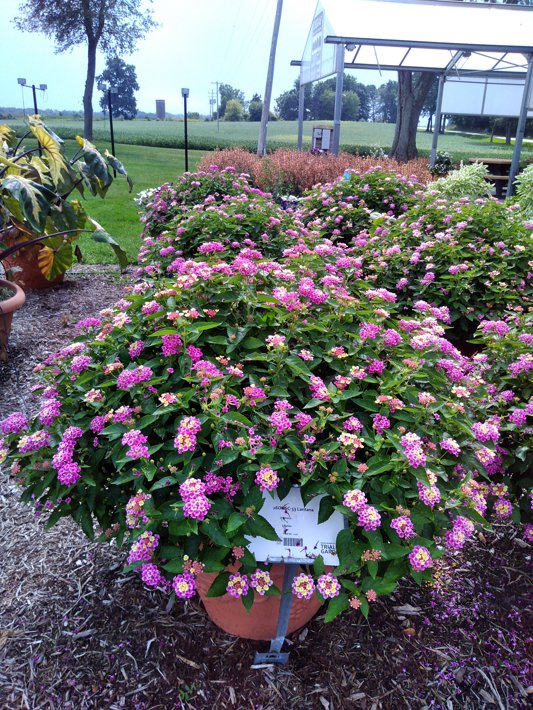 26ONSC-53 Lantana