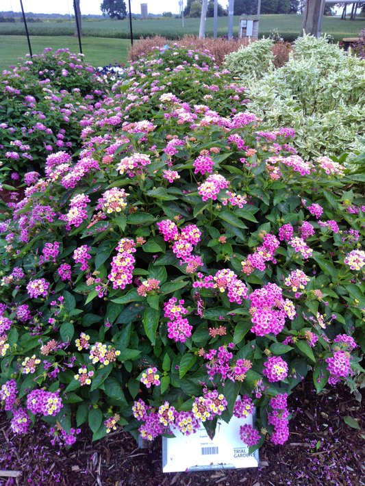 26ONSC-53 C Lantana