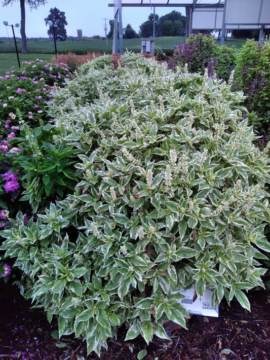 26EDC-52 Basil