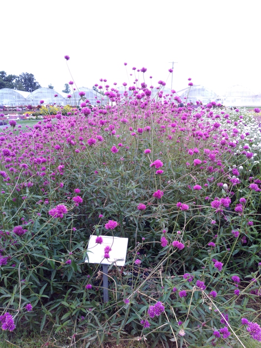 Gomphrena  Fireworks