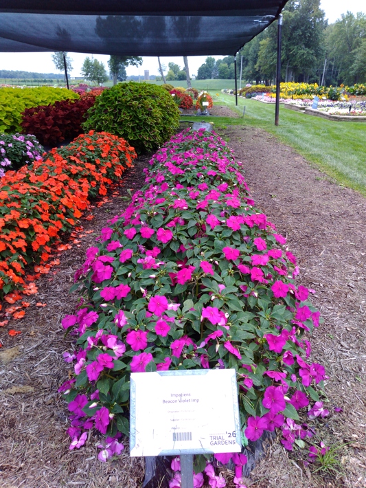 Impatiens Beacon Violet Imp