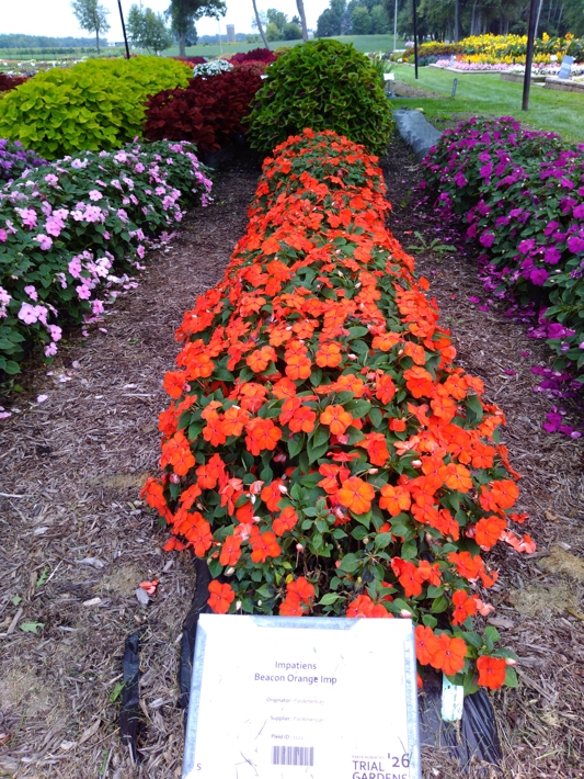 Impatiens Beacon Orange Imp
