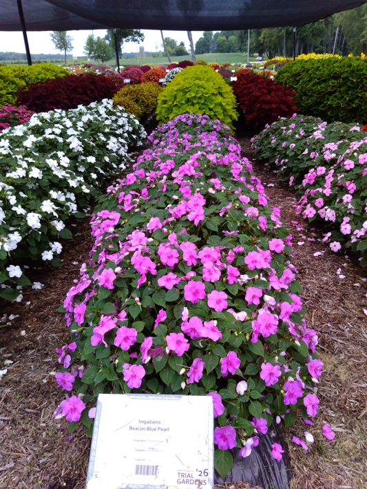 Impatiens Beacon Blue Pearl