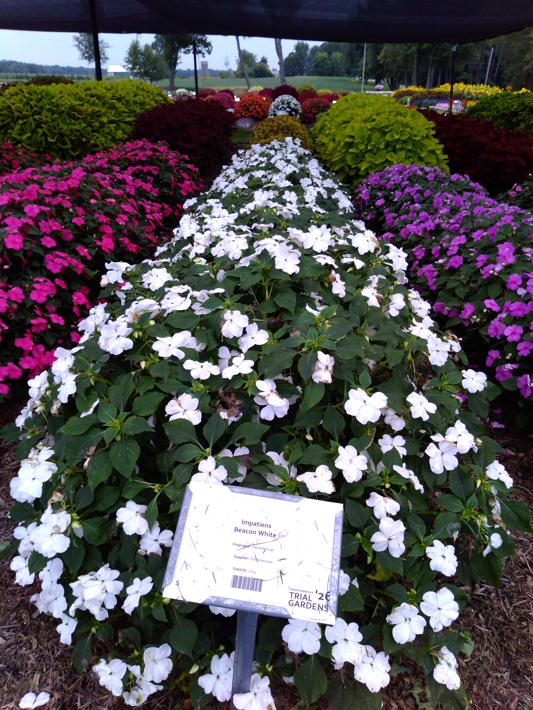 Impatiens Beacon White